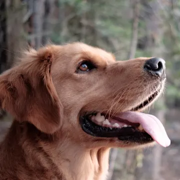 Golden Retreiver is in the forest looking to the right with his tongue out.